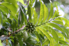 Artabotrys hexapetalus